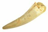 Fossil Plesiosaur (Zarafasaura) Tooth - Morocco #293232-1